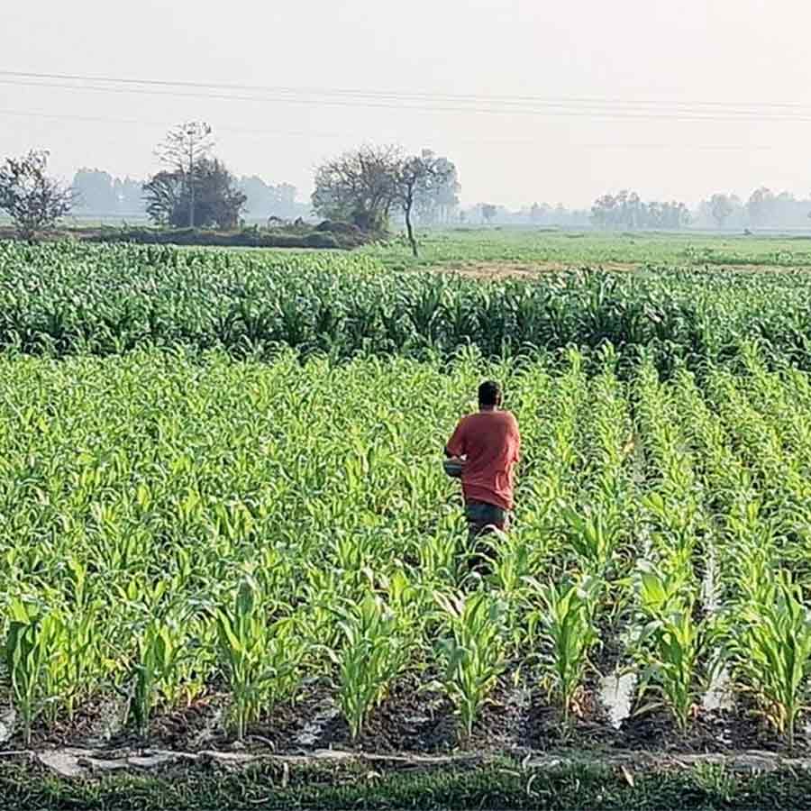 ভুট্টা গাছ বাড়তেই জমিতে দেওয়া হচ্ছে সার। রায়গঞ্জের রায়পুরে।