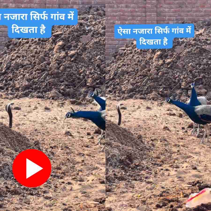 Video shows peacock and cobra come face to face in village road