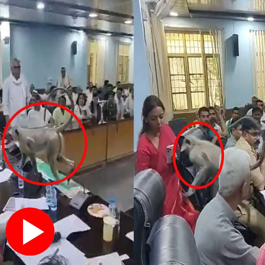 Video claims monkey enters meeting room and sits on District Magistrate’s chair in Uttar Pradesh’s Baghpat, chaos created
