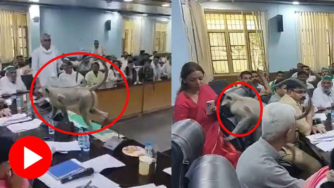 Video claims monkey enters meeting room and sits on District Magistrate’s chair in Uttar Pradesh’s Baghpat, chaos created