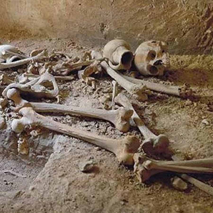 skeleton