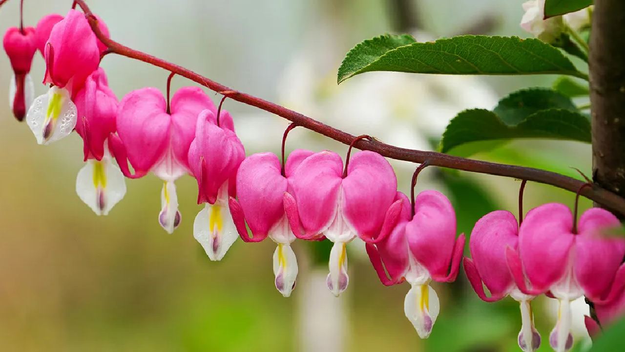 বাড়ির ছোট্ট পরিসর সাজুক রঙিন ফুলে।