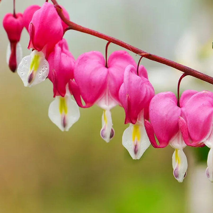 বাড়ির ছোট্ট পরিসর সাজুক রঙিন ফুলে।