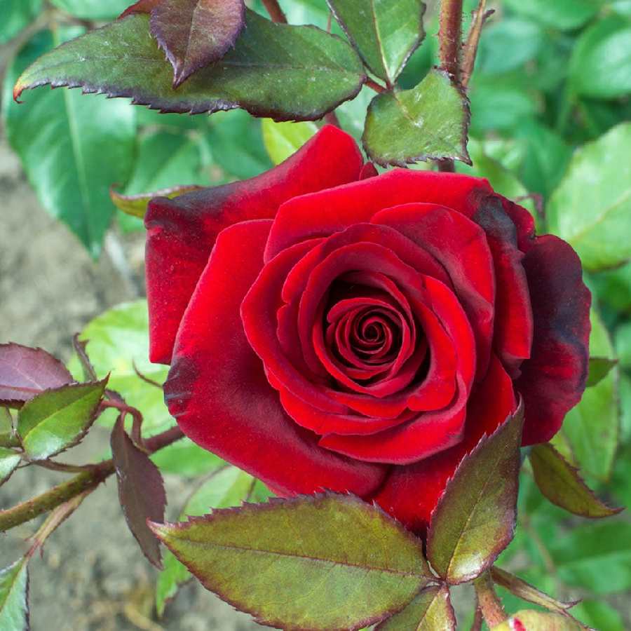 গরমে কী ভাবে যত্ন করবেন গোলাপ গাছের?