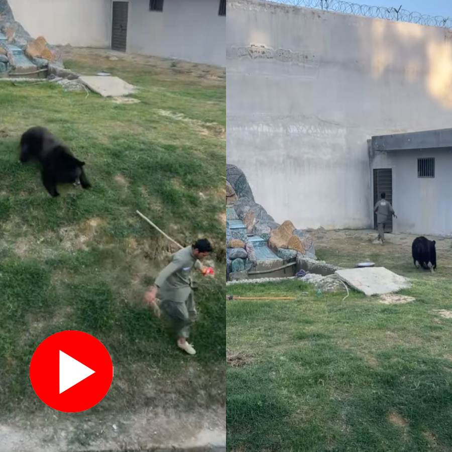 Video shows bear chases zoo worker inside cage