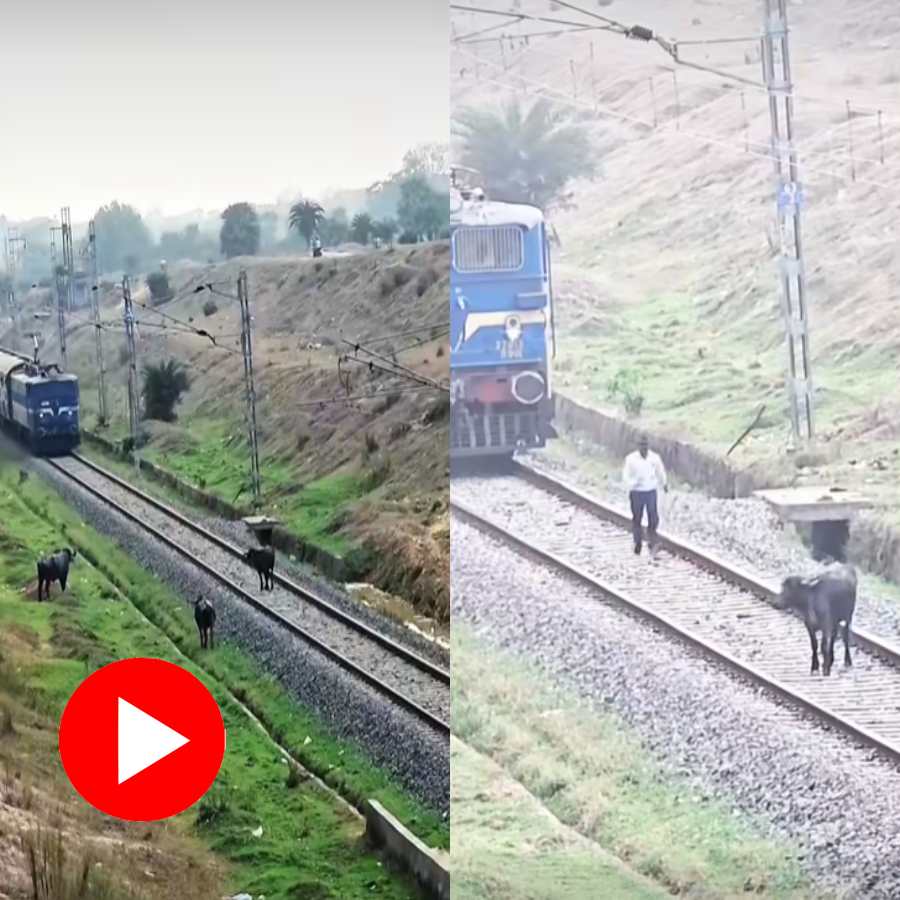Video shows buffalo standing in rail line, loco pilot saves the animal’s life