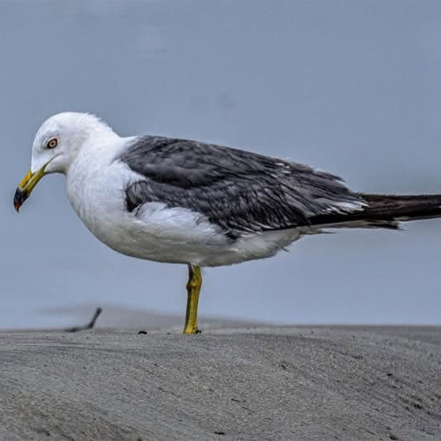 ‘ব্ল্যাক-টেলড গাল’ পাখি।
