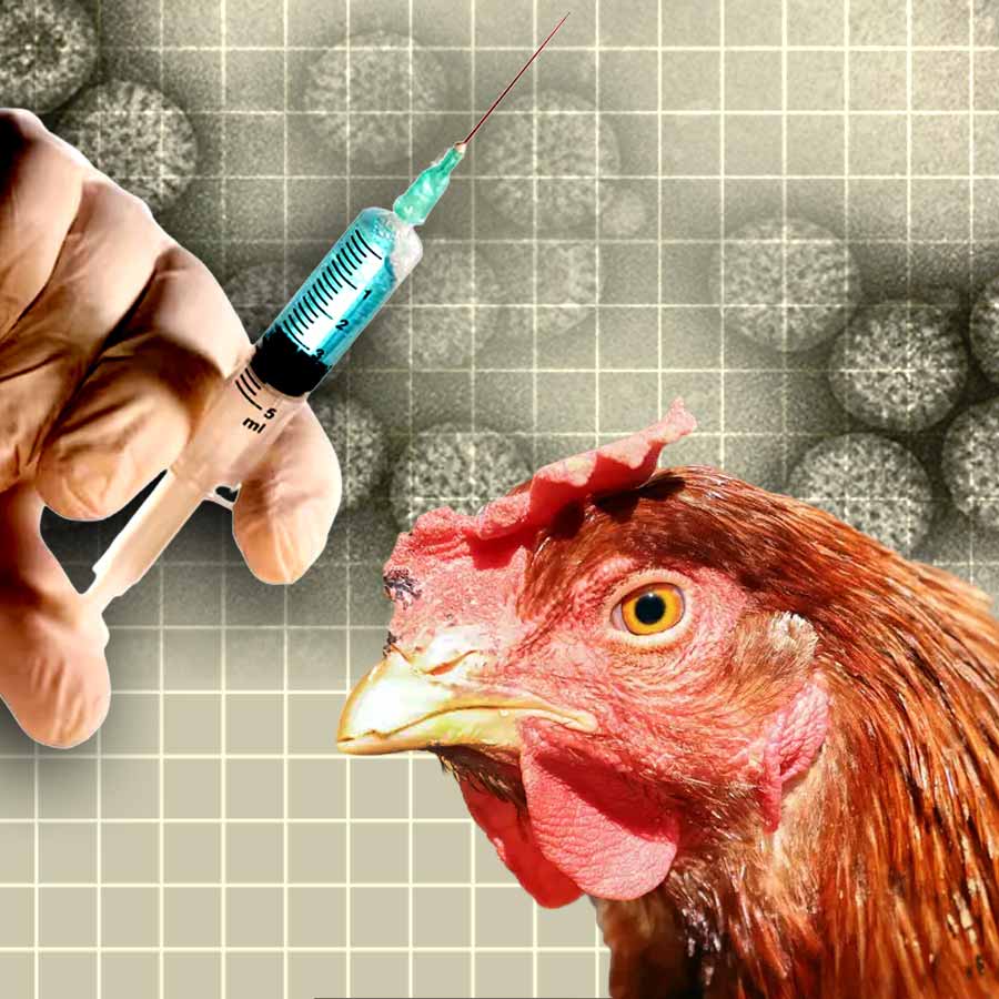 Moderna starts late-stage trial of New Bird Flu mRNA Vaccine