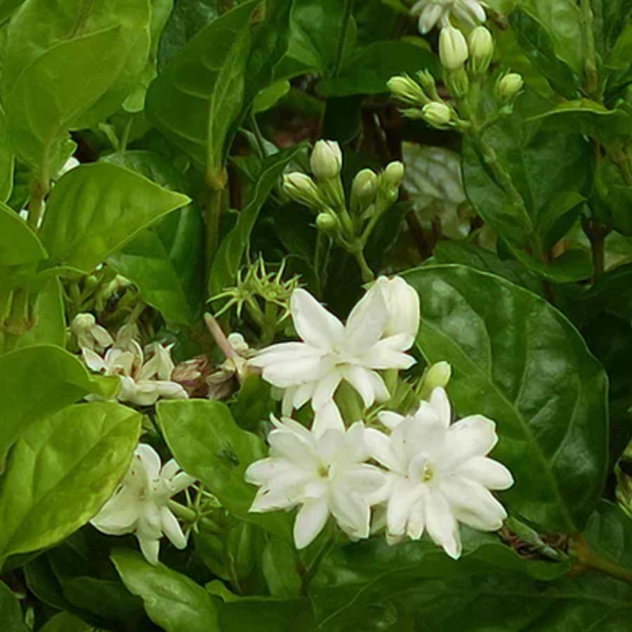 How to Turn Buds into Blooms, 5 Summer Tips for a Flowering Arabian Jasmine