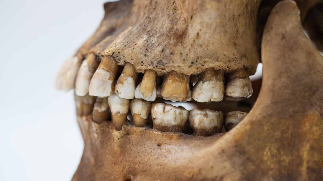 Where early humans evolved, ancient teeth gave clue to scientists