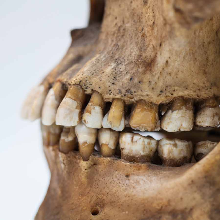 Where early humans evolved, ancient teeth gave clue to scientists
