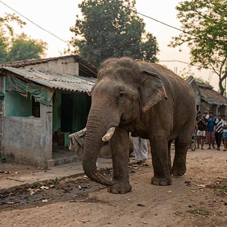 Elephant roaming around a booth in Jhargram amid ongoing voting process dgtld