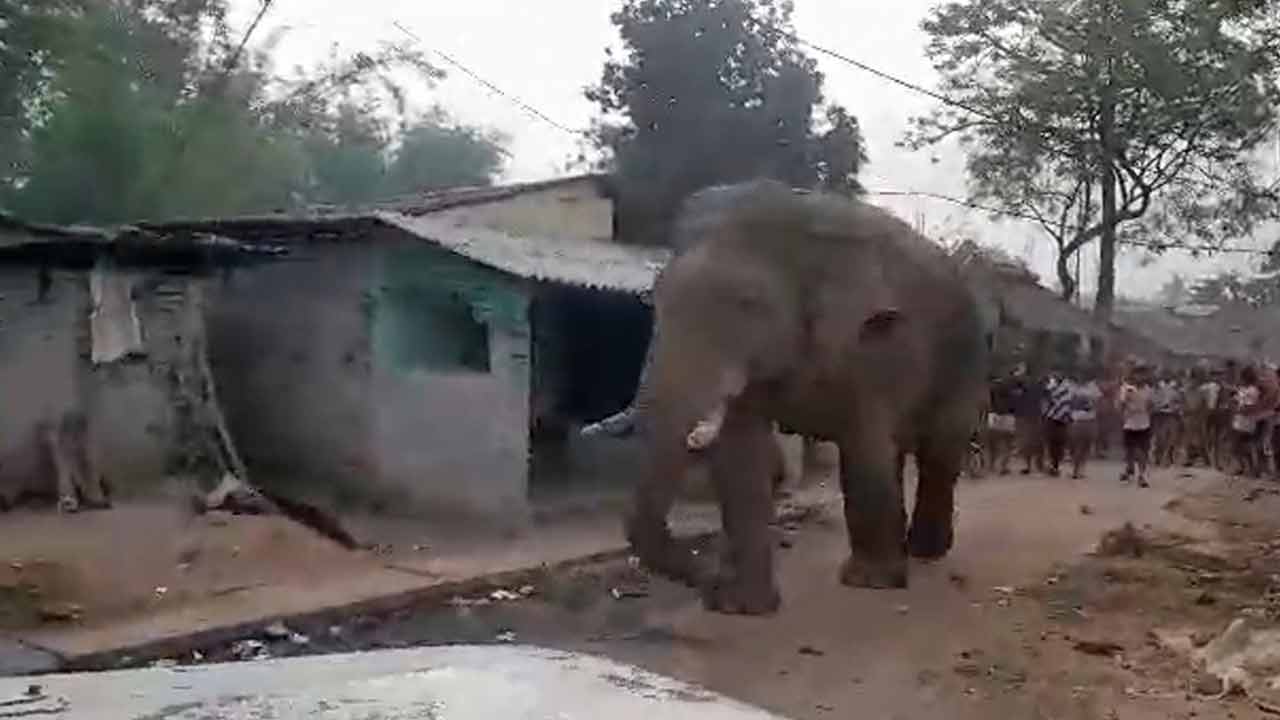 Elephant roaming around a booth in Jhargram amid ongoing voting process dgtld