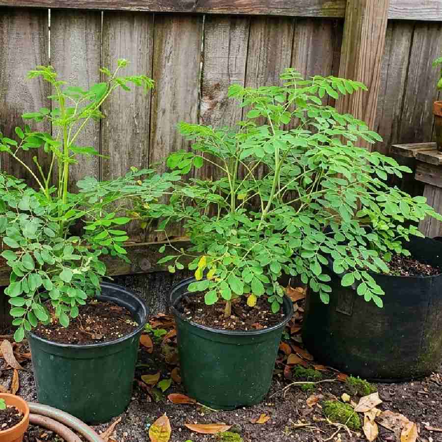 সজনেগাছ কী ভাবে বড় করবেন টবেই?