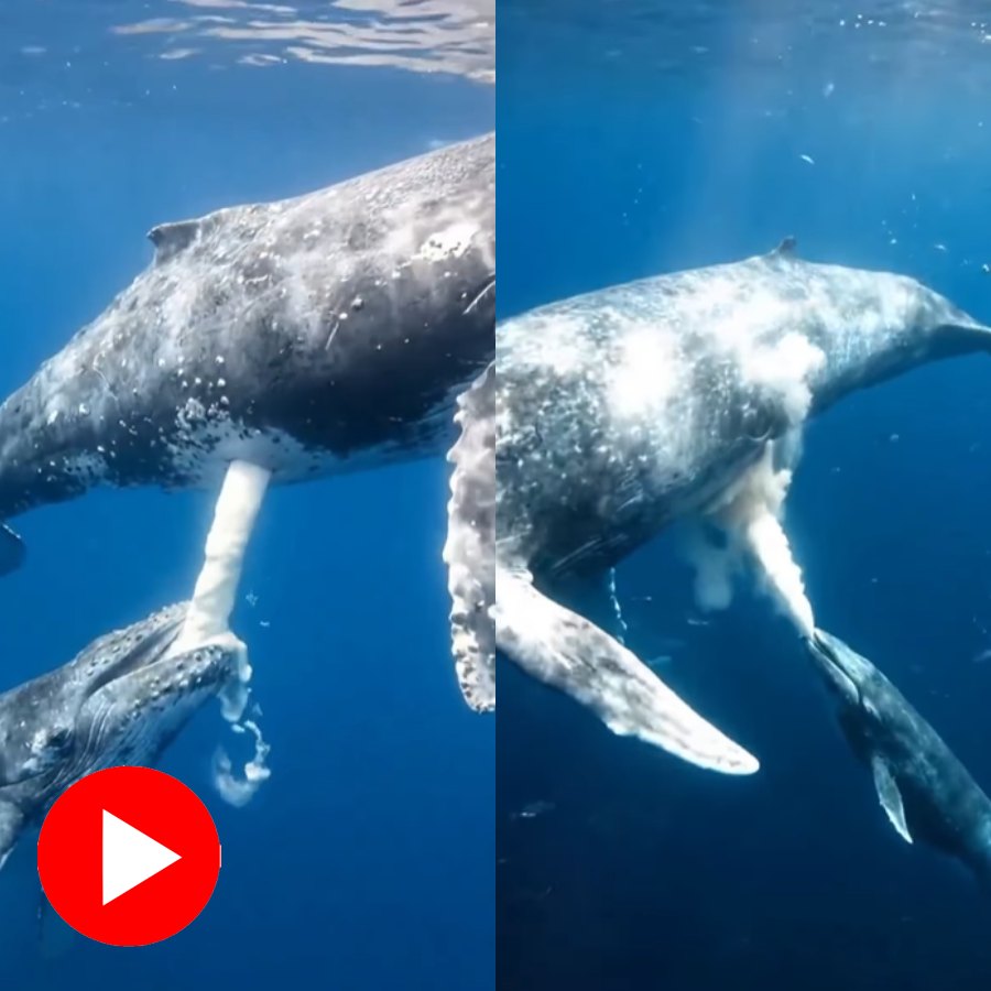Video shows mother whale feeding baby whale under water, raises authenticity question
