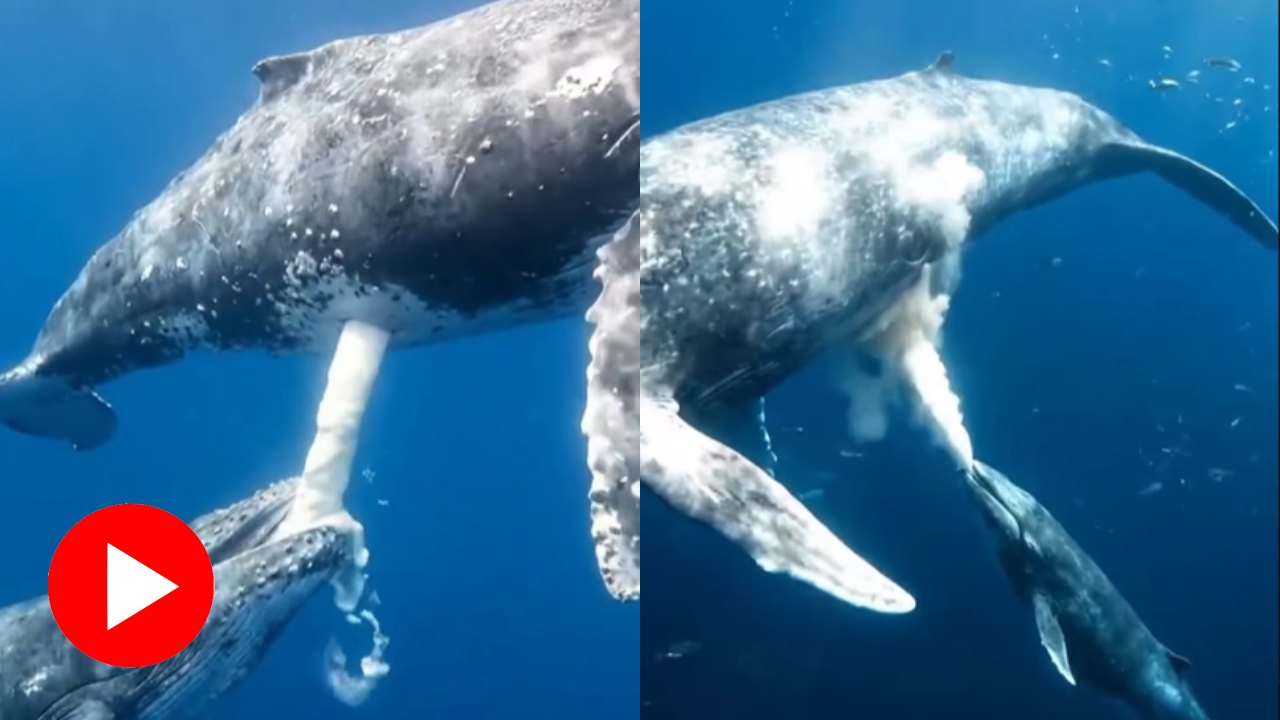 Video shows mother whale feeding baby whale under water, raises authenticity question