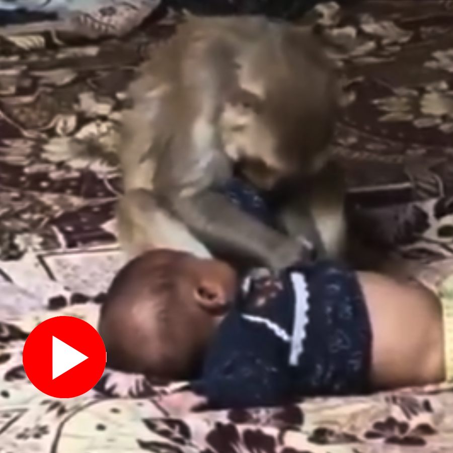 Video of a monkey taking hostage of a 3month old new born toddler in mufazzarnagar goes viral dgtl