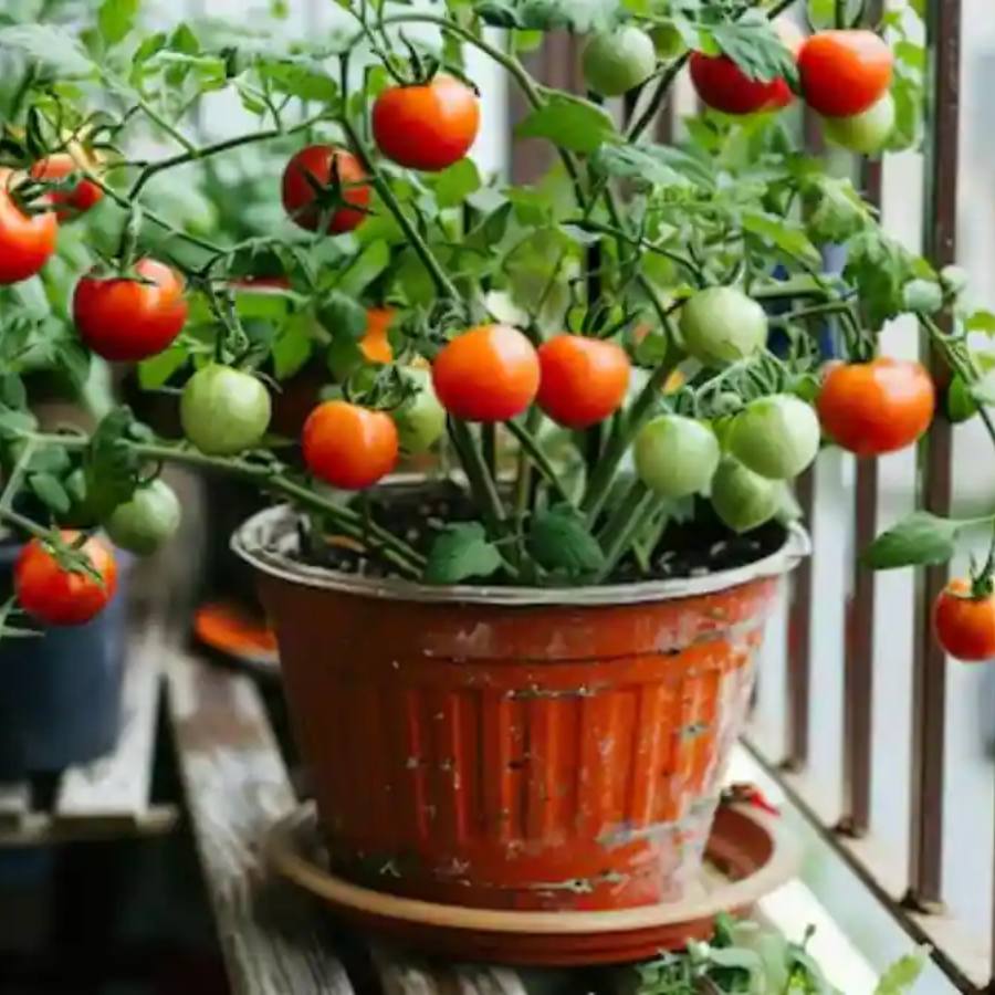 বাড়িতেই ফলান সব্জি।