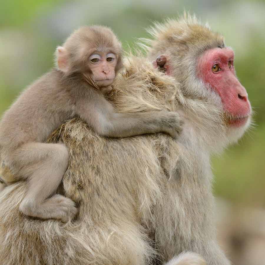 বানর-মাকে জাপটে শিশু।