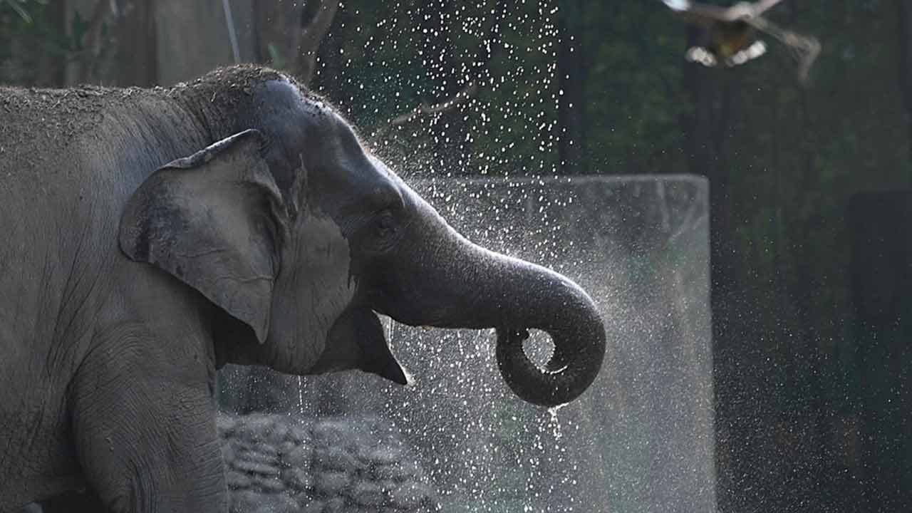 আলিপুর চিড়িয়াখানায় গলদঘর্ম অবস্থা পশুপাখিদের।