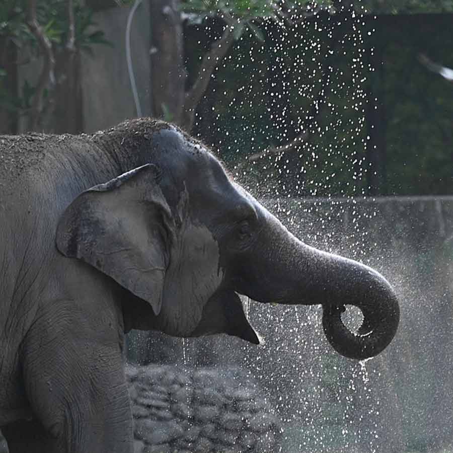 আলিপুর চিড়িয়াখানায় গলদঘর্ম অবস্থা পশুপাখিদের।