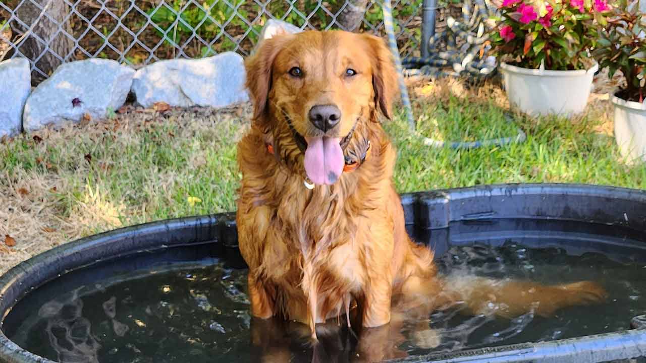 গরমে কী ভাবে আগলে রাখবেন পোষ্যদের?