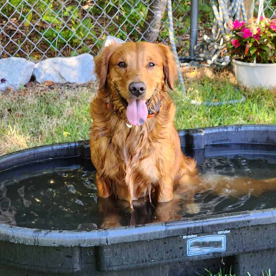 How to Protect Your Dog from Heatstroke and Dehydration Dgtl