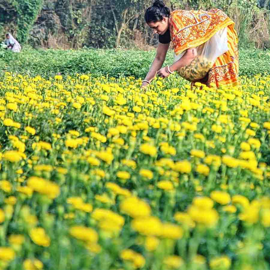 No development of Flowers farmers of Bagnan