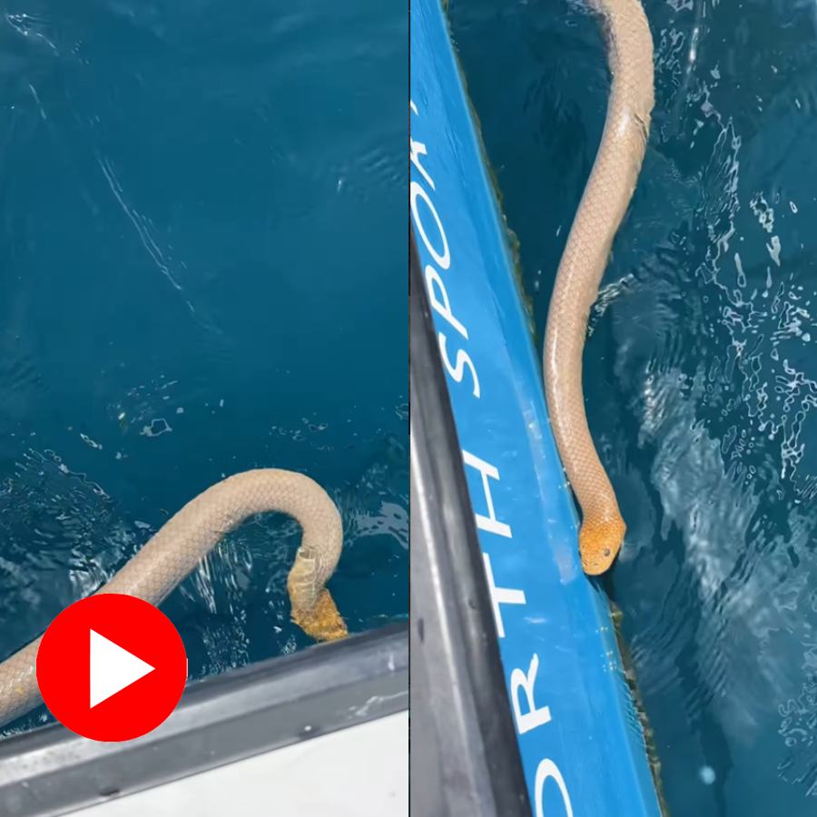 Video shows man touches sea snake and remove his hand very quickly