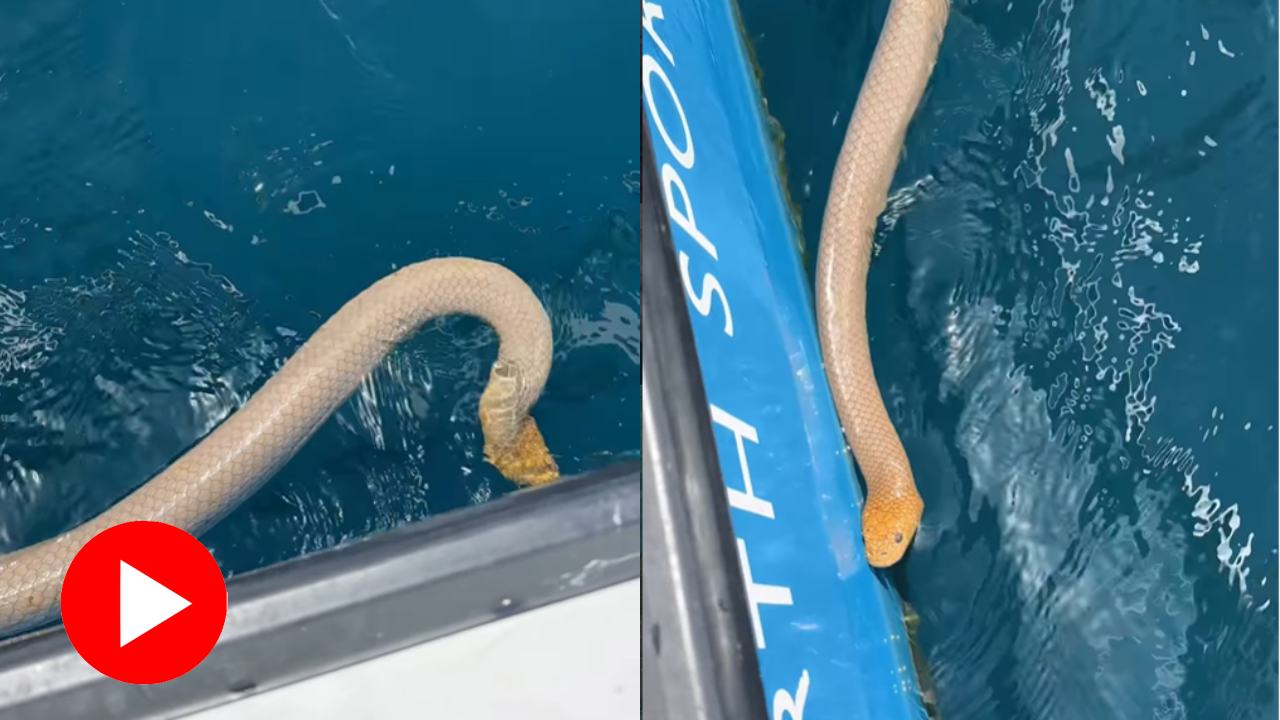 Video shows man touches sea snake and remove his hand very quickly