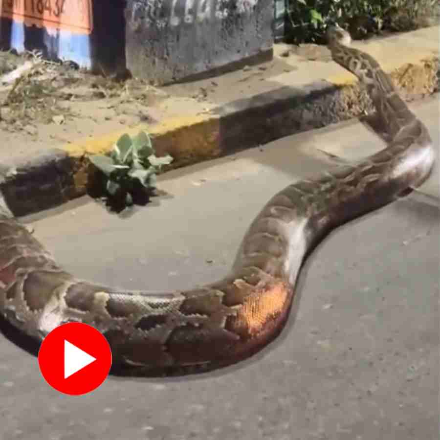 Video of massive python found in Faridabad road goes viral dgtl