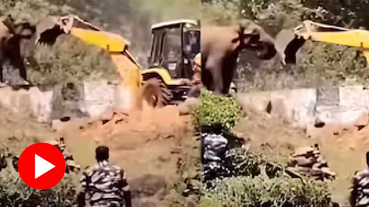 Video claims an elephant standing in front of JCB to protect home