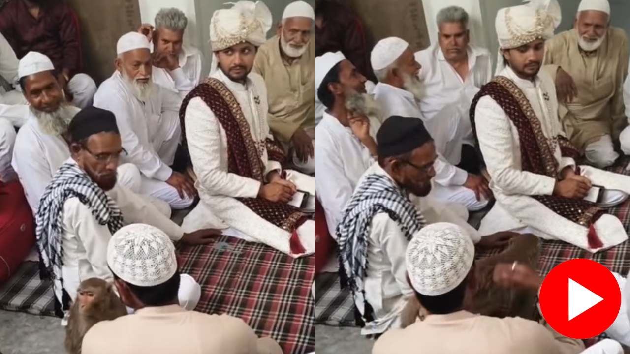 Video shows monkey arrives at wedding ceremony, then what happens