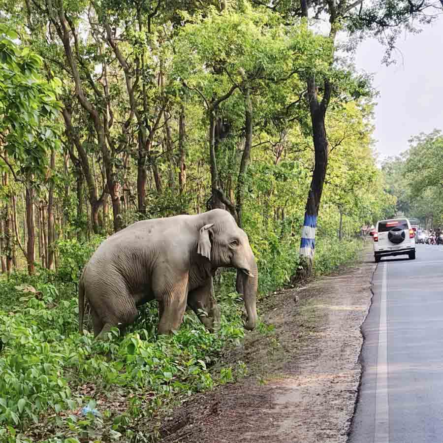 ঝাড়গ্রাম রেঞ্জের কলাবনিতে হাতির রাস্তা পারাপার। মঙ্গলবার বিকেলে।