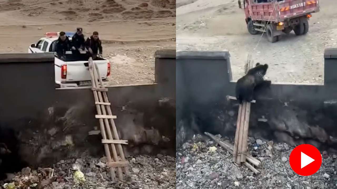 A video shows a brown bear trapped in a deep garbage pit rescued with a wooden ladder by police in china goes viral dgtl