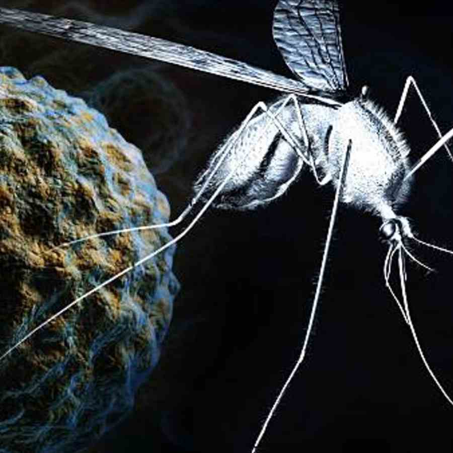 The Resurgence of West Nile Virus and what you need to Know