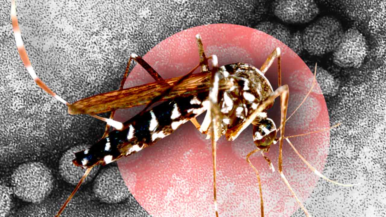 The Resurgence of West Nile Virus and what you need to Know