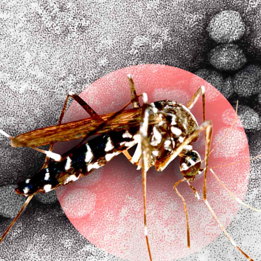 The Resurgence of West Nile Virus and what you need to Know