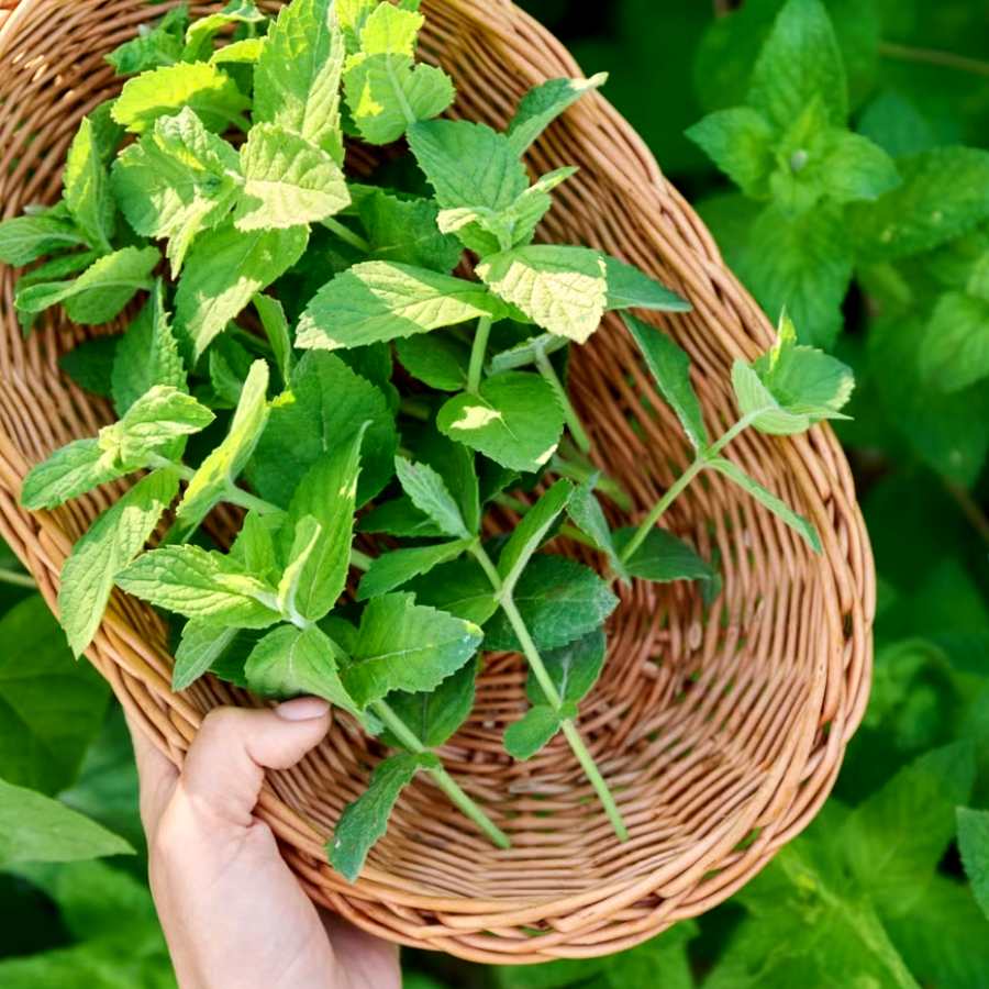 পুদিনাপাতা  দীর্ঘ সময় টাটকা রাখবেন কী ভাবে।