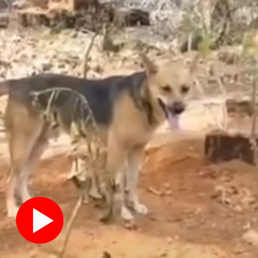 Video shows stray dog guards caretaker’s grave after her sudden demise in Kerala