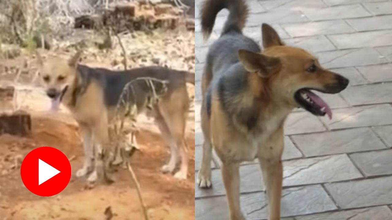 Video shows stray dog guards caretaker’s grave after her sudden demise in Kerala