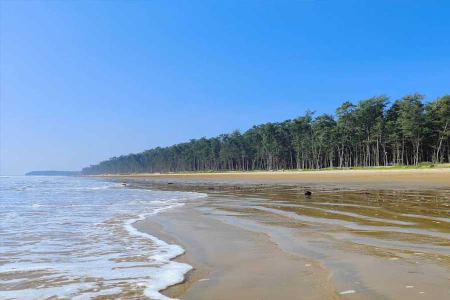 বাগদার সমুদ্র সৈকতে মিলবে এমনই ঝাউবনের সারি।