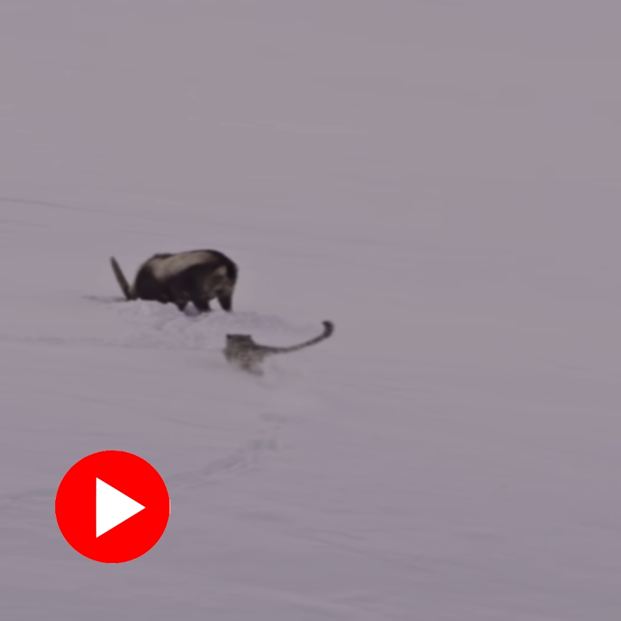 Video shows snow leopard attacks ibex in snow covered area