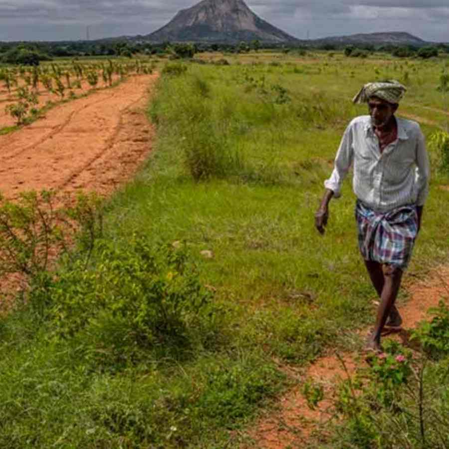 IMD says India faces hotter, drier February, threatening winter crops