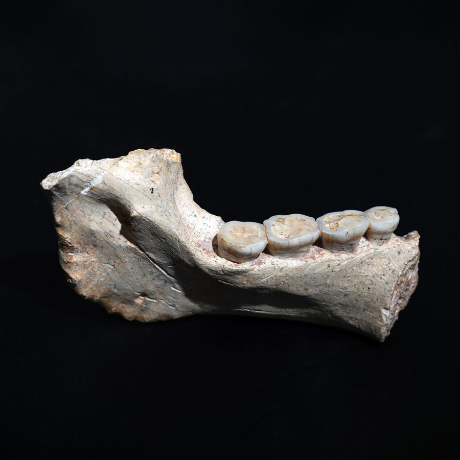 Fossils shed new light on shared ancestry of human species