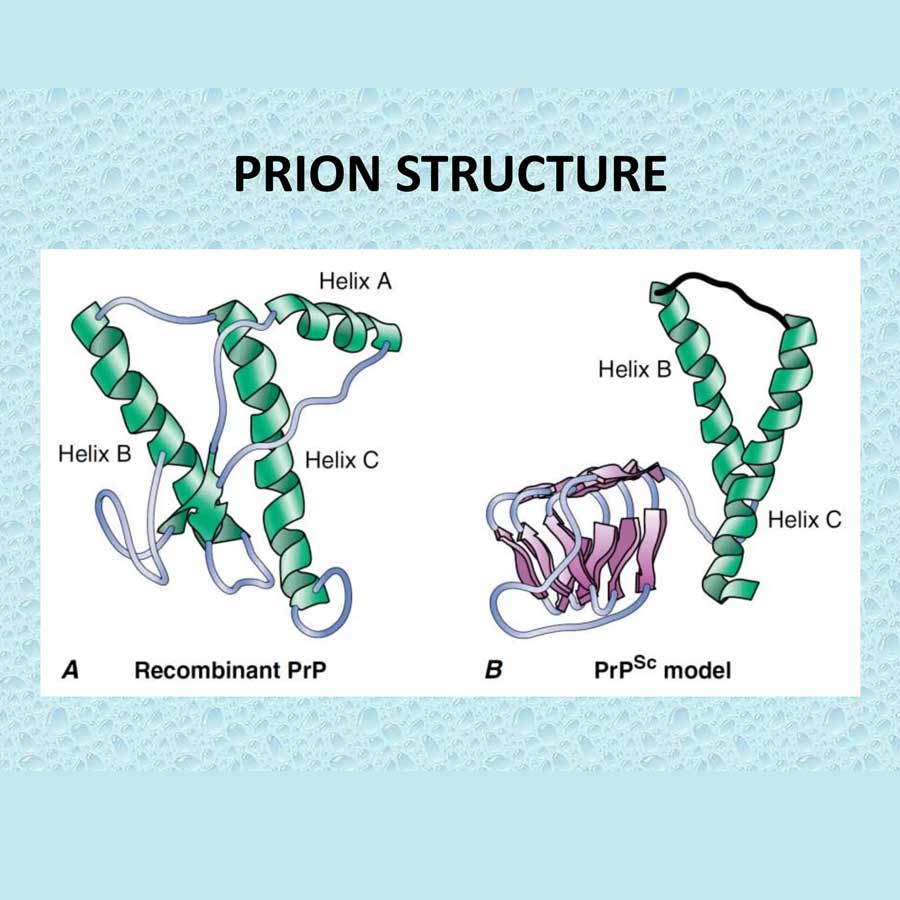 Cannibalism In Papua New Guinea