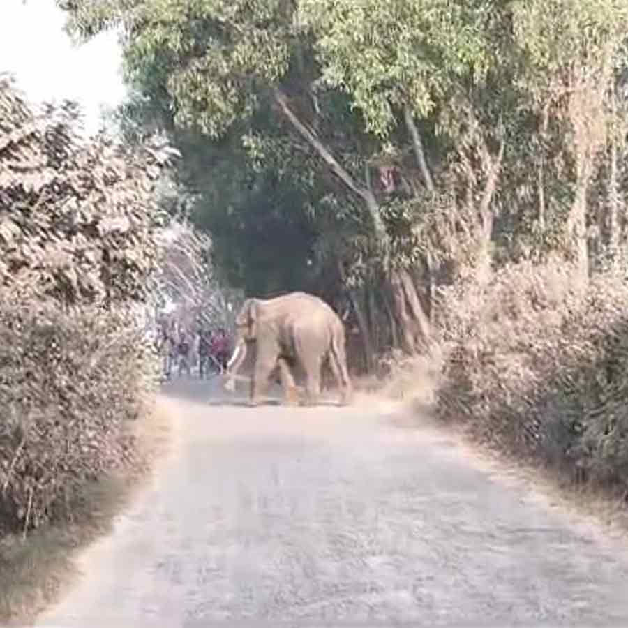 Elephant roaming around in Bankura Patrasayar, police sent Madhyamik examinee to centre dgtld
