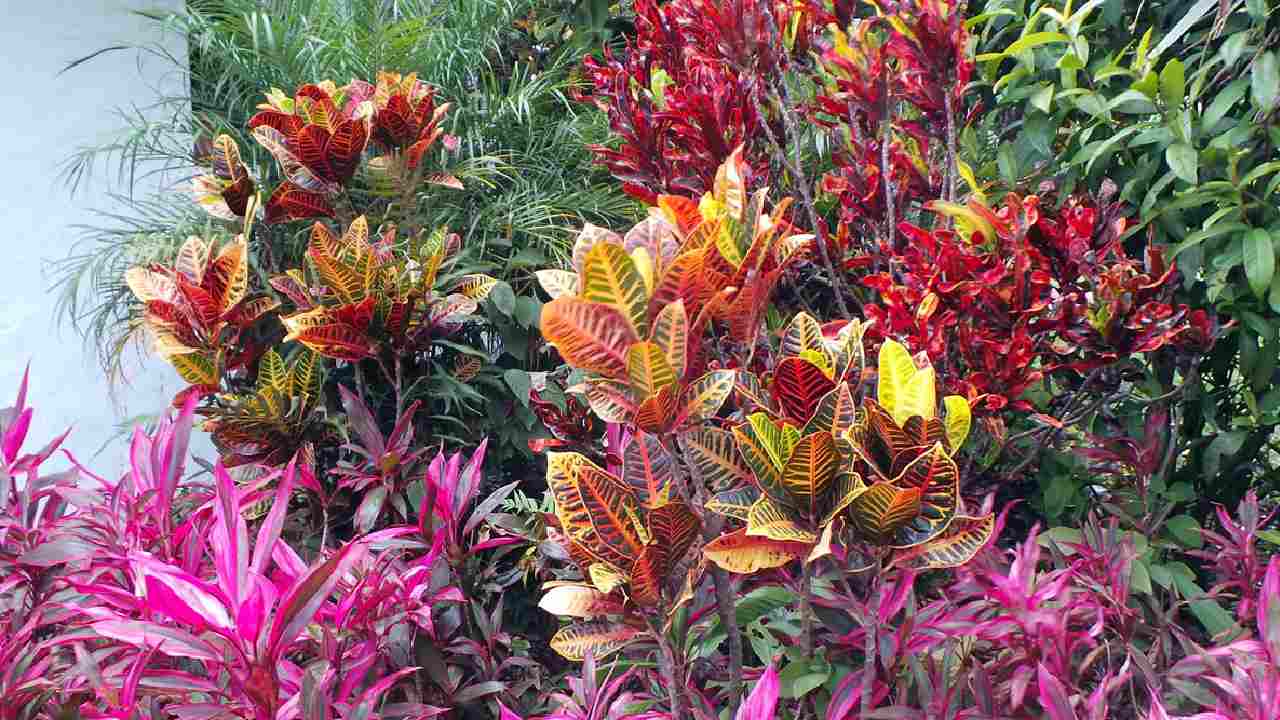 মরসুম ভেদে রং বদলায় এমন কোন গাছ বাগানে রাখবেন?