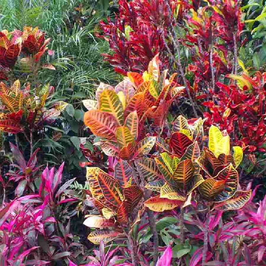 মরসুম ভেদে রং বদলায় এমন কোন গাছ বাগানে রাখবেন?