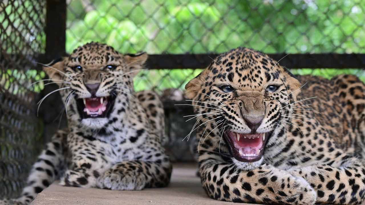 A pair of leopards and a grey wolf are coming to Purulia Zoo